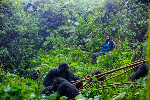 What to do when a gorilla charges