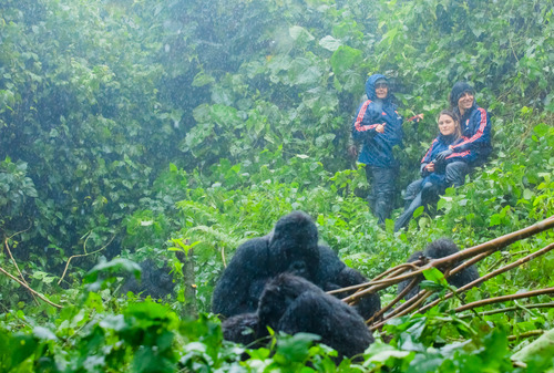 Why do gorillas charge?